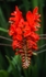 Ken Davis - Crocosmia - R6 50mm Elpro  - Kodachrome