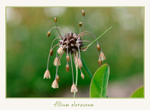Allium oleraceum