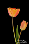 070420 -0229a