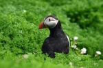 Puffin
