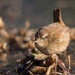 Wren