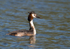 Great Crested Grebe