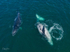 A Pair of Humpbacks Relaxing 9. DJI_0271