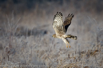 Hen Harrier (Circus cyaneus)