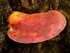 Beefsteak Fungus (02)
