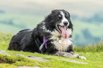 Sedbergh -2172