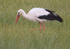 White Stork.