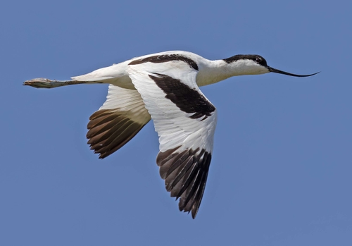 Pied Avocet (Recurvirostra avosetta) 
