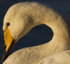 WHOOPER SWAN