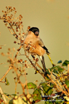 Bullfinch F 120112