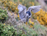 Black-crowned Night-Heron in flight, Carcass Island, Falklands