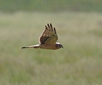 Montagues Harrier