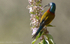 Green tailed sunbird