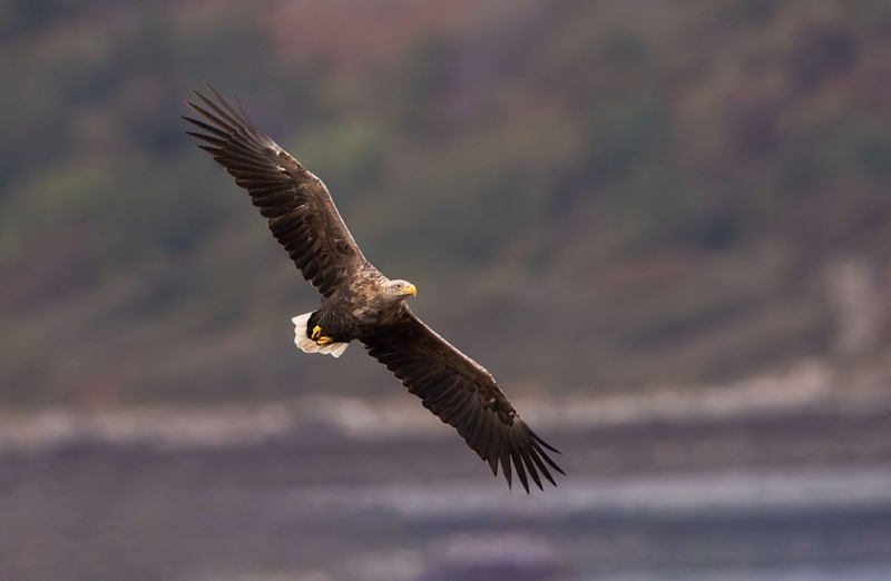 White Tailed Eagle - Isle of Mull - Scotland