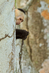 White-throated Capuchin examining vine, Costa Rica