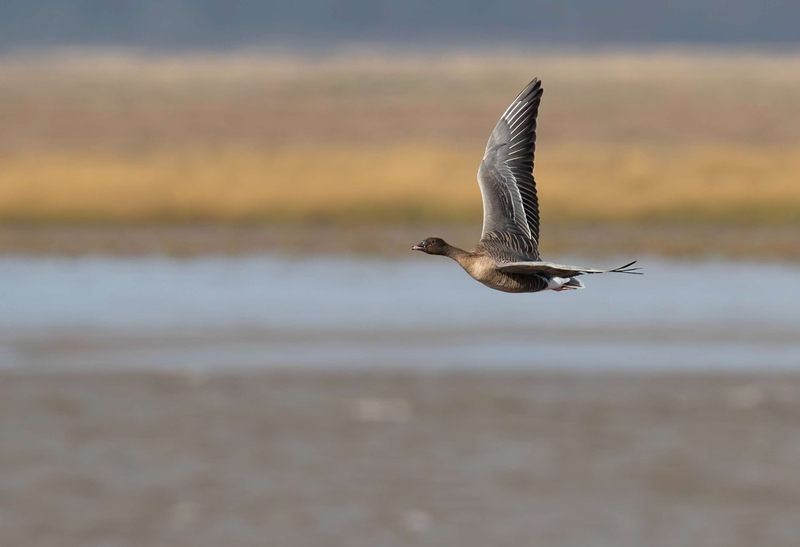Pink-footed goose - Dee Estuary - North Wales