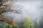 Winter woodland mist