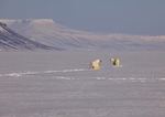 Polarbears 6503