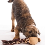 Border Terrier Puppy