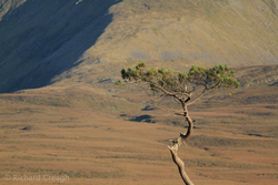 Scot's Pine