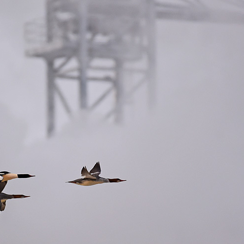 Common Mergansers fly past scaffolding apart of the Irving Pulp & Paper Mill in Saint John, New Brunswick, Canada.