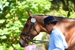 327-ROMANTIC-Rosie_Fry-WEDTrotUp+DR portfolio
