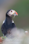 Early morning Puffin with sand eels