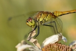 Ruddy Darter