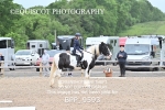 BPP_9593