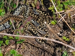 Adders