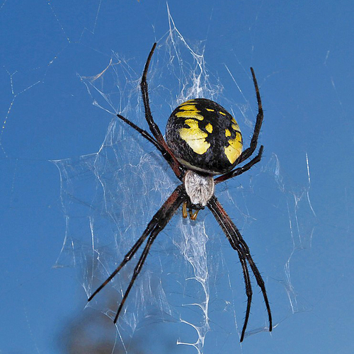 A Black and Yellow Garden Spider just hanging around.
