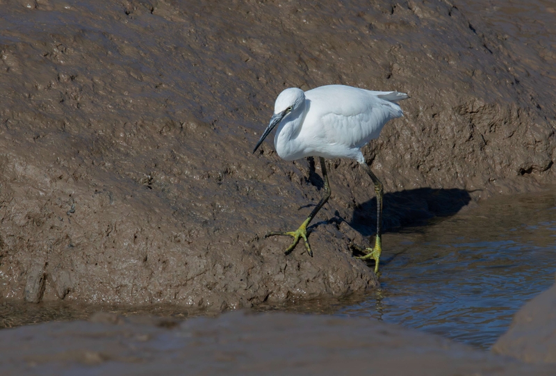Little Egret - Dee Estuary - North Wales