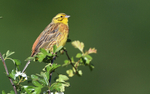 Bruant jaune