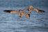 Brown Pelicans diving together, Sanibel Island, Florida