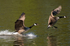 Canada Goose
