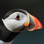 Puffin