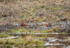 Black-tailed Godwits