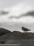 SWB017: Turnstone