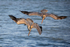 Two Brown Pelicans diving together, Sanibel Island, Florida