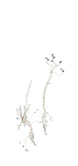 WINTER WEEDS#1 - NORFOLK COUNTY