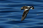 Turnstone in flight at Farmoor