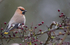 WAXWING HALKYN 4