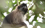 Grey-cheecked Mangabey