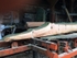Alligator ash log