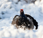 Black Grouse - Tetrao tetrix