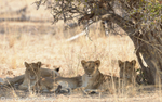 One of the pride of lions inLion camp