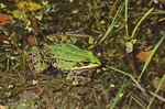Marsh Frog