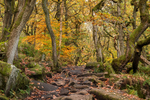 Padley Gorge