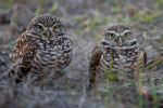 Burrowing Owl