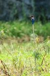 White-throated Kingfisher portfolio